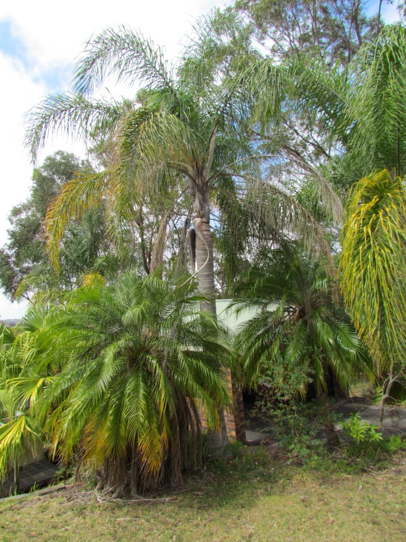 Cocos Palm Removal Subsidy Sutherland Shire Council