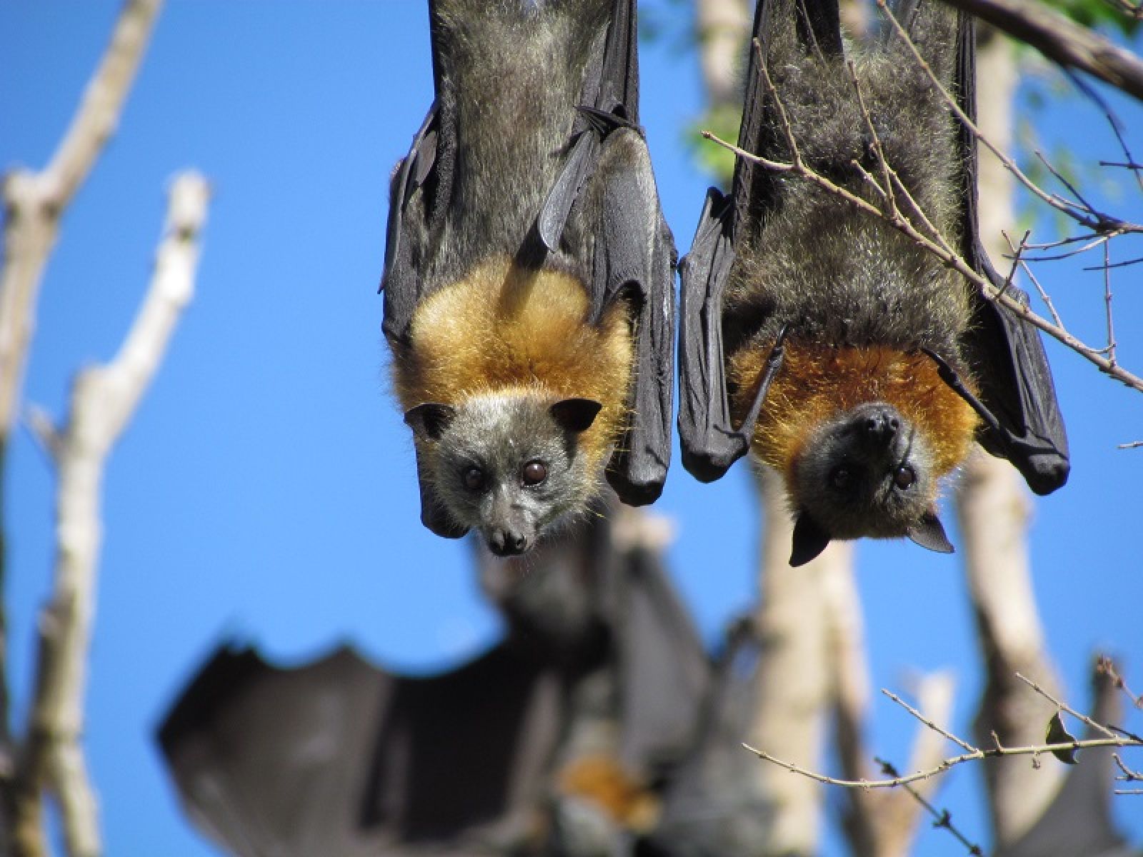 Grey-headed Flying-foxes | Sutherland Shire Council