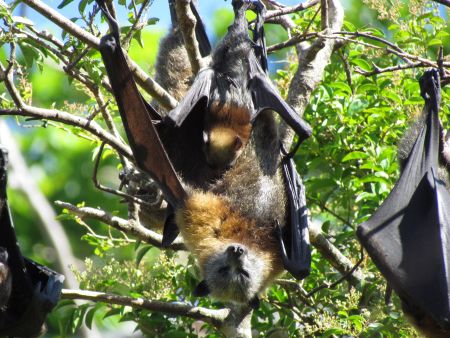 Grey-headed Flying-foxes | Sutherland Shire Council