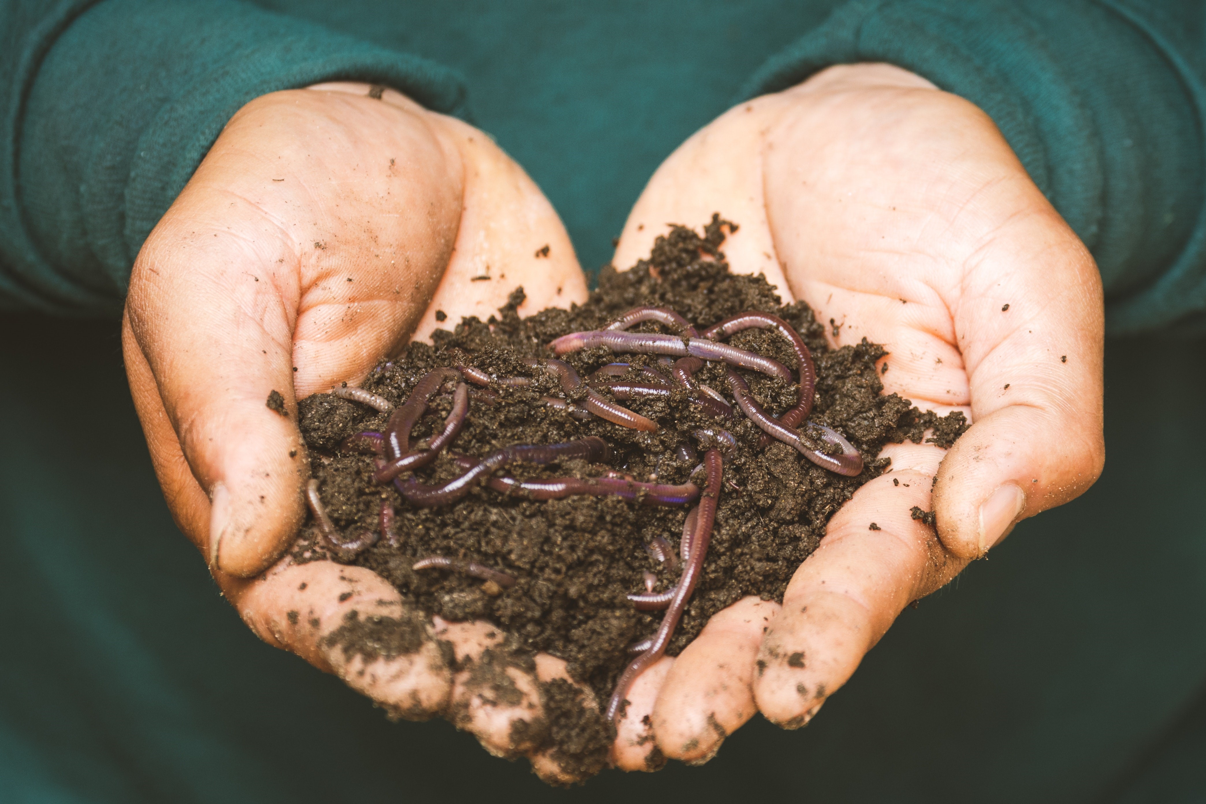 If you are interested in learning more and setting up your own compost bin or worm farm.