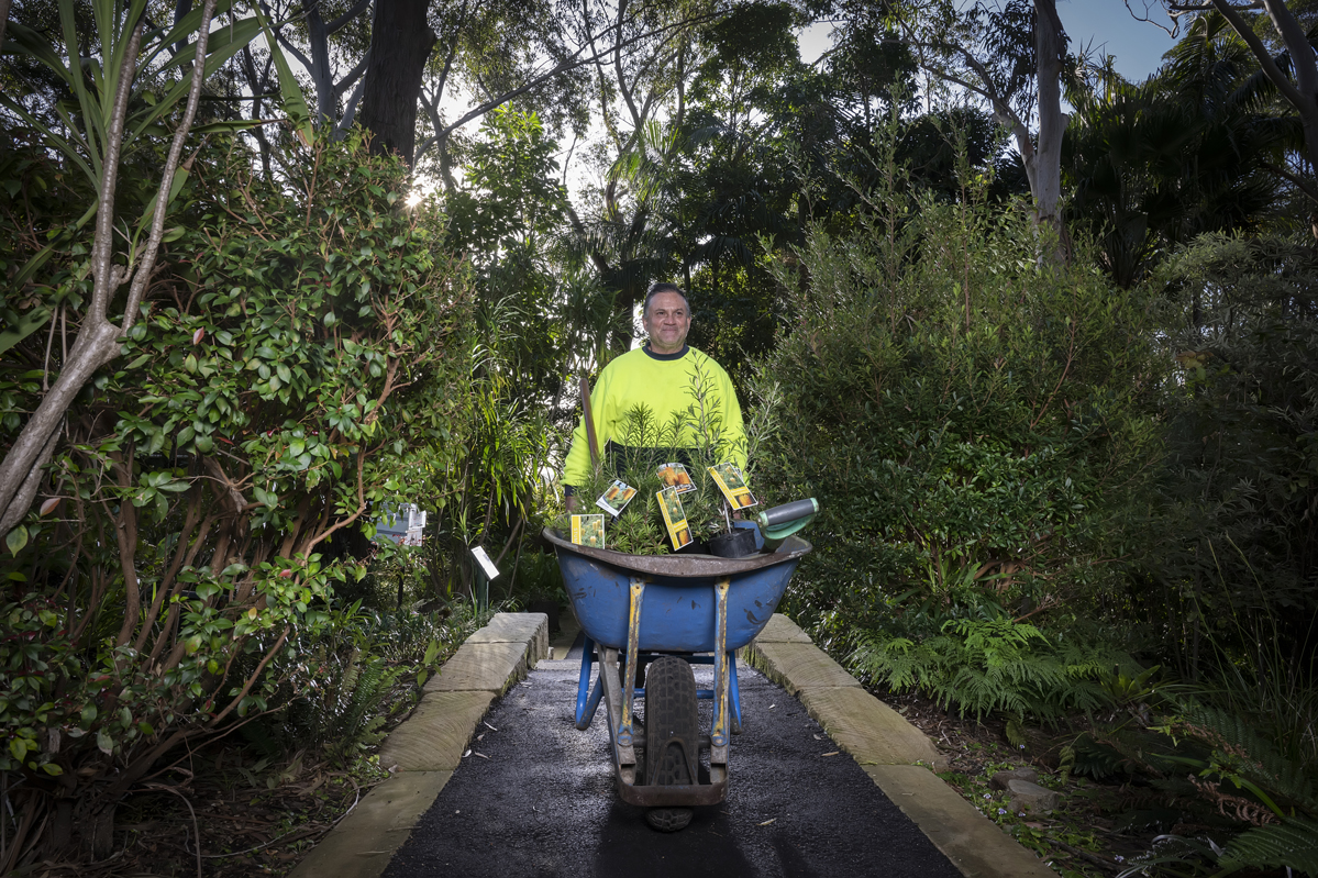 Worker wheeling a wheelbarrow along a garden pathway