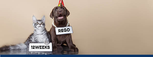 A kitten and a dog with licence plate signs around their neck 12 weeks rego.