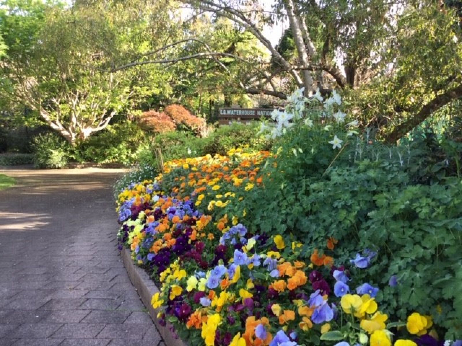 E.G. Waterhouse National Camellia Gardens | Sutherland Shire Council