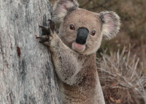 Still from film The Koalas. A koala hugging a tree.
