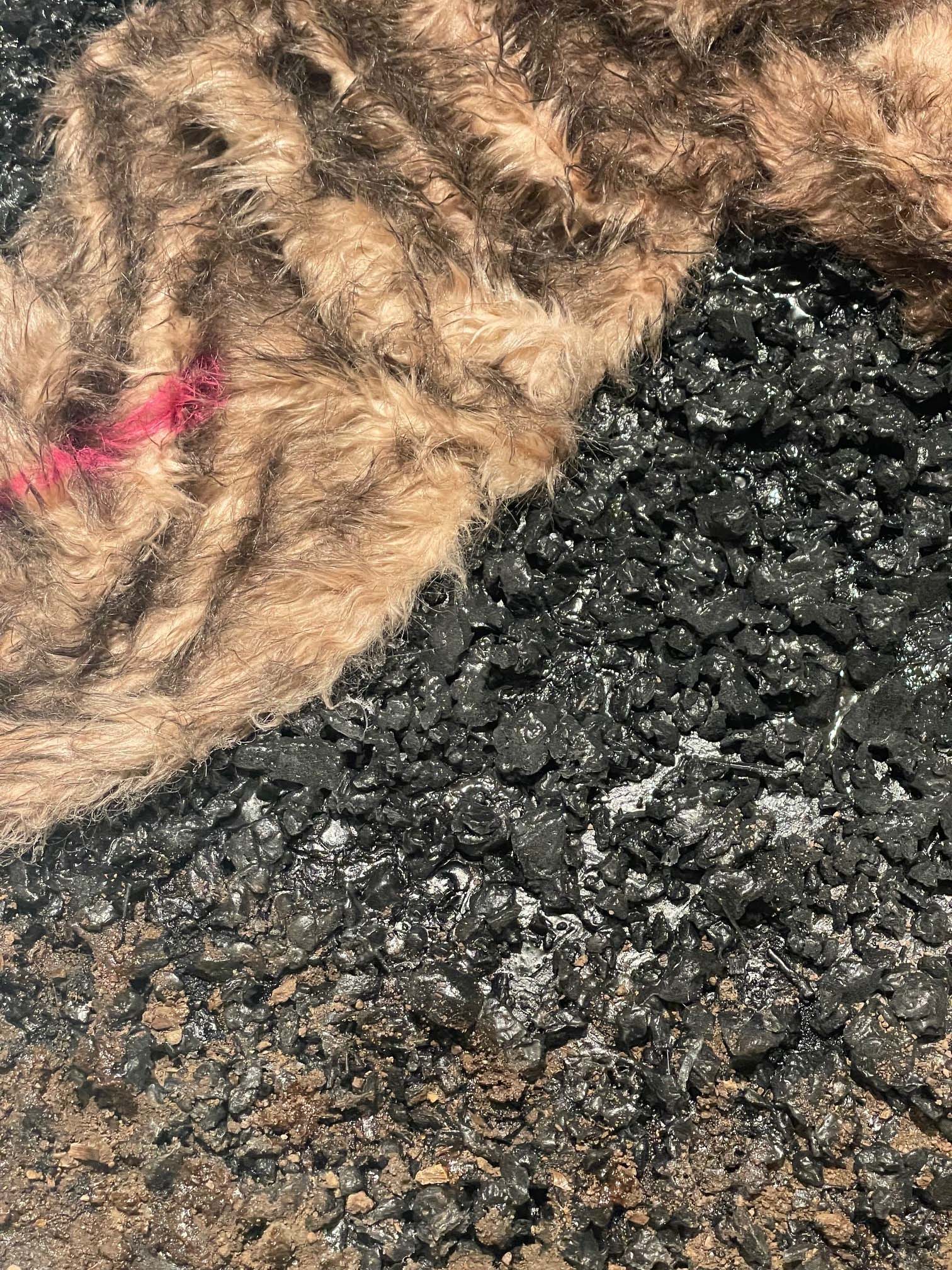 Photograph of fur on asphalt.