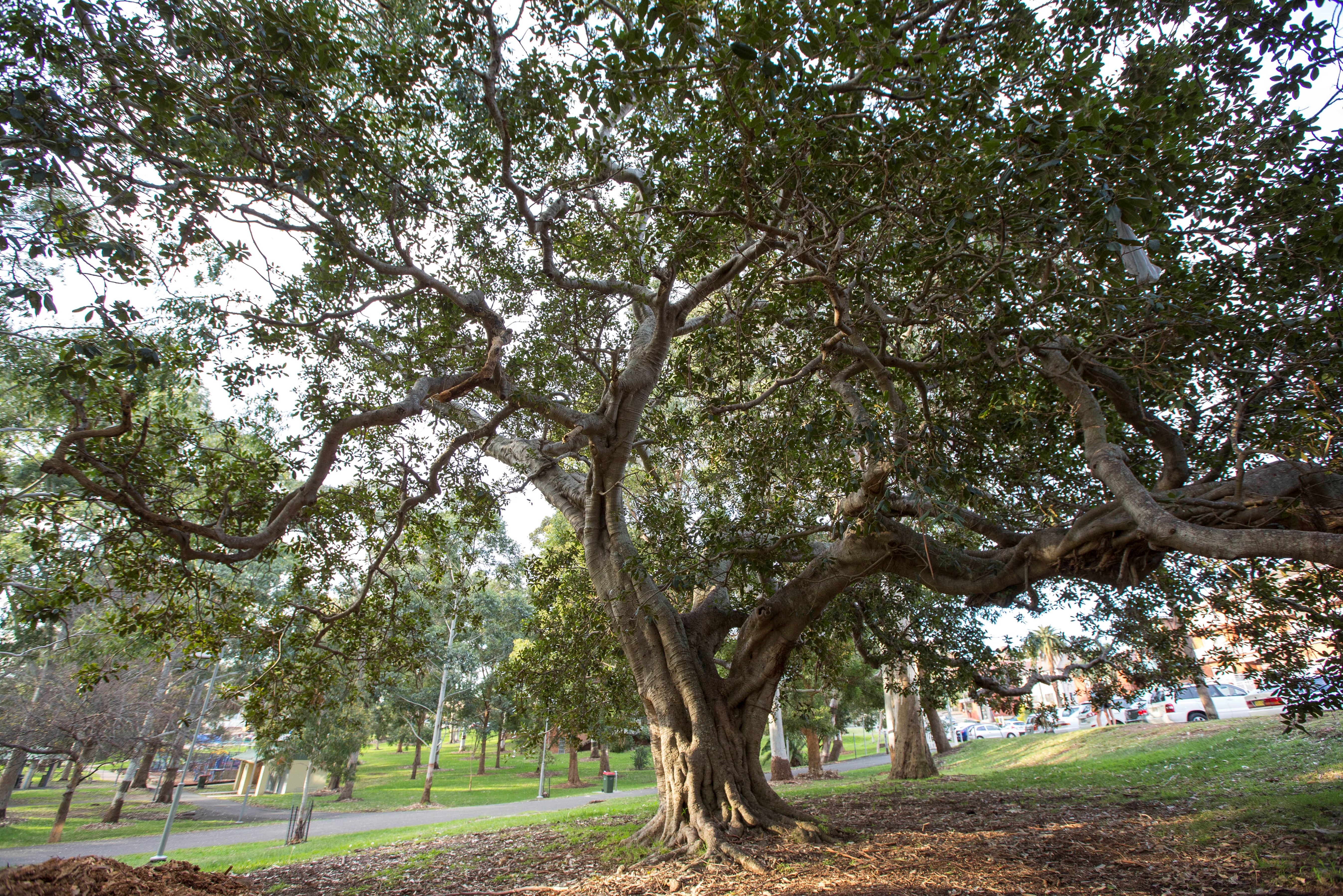 Looking to the follage of a large tree