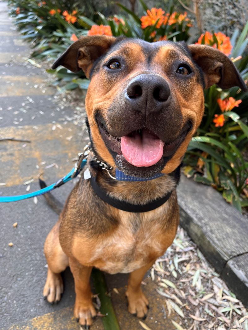 Dogs available for adoption | Sutherland Shire Council