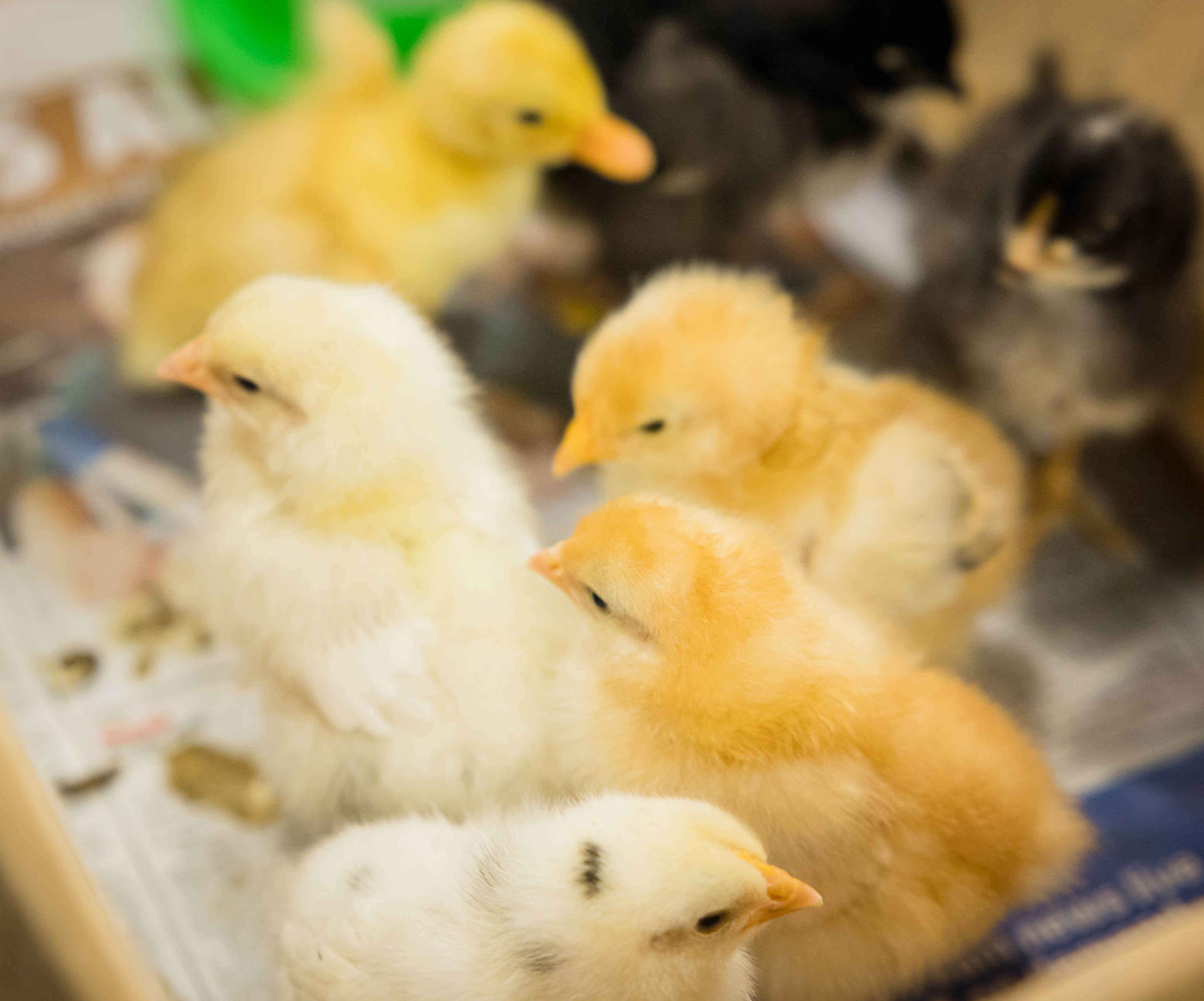 Come to Sutherland Library during the October Spring school holidays to witness hatching chicks!