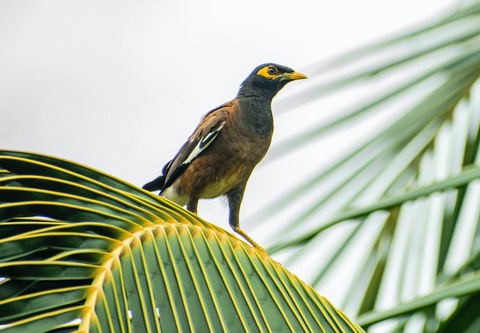 Indian Myna Birds Sutherland Shire Council