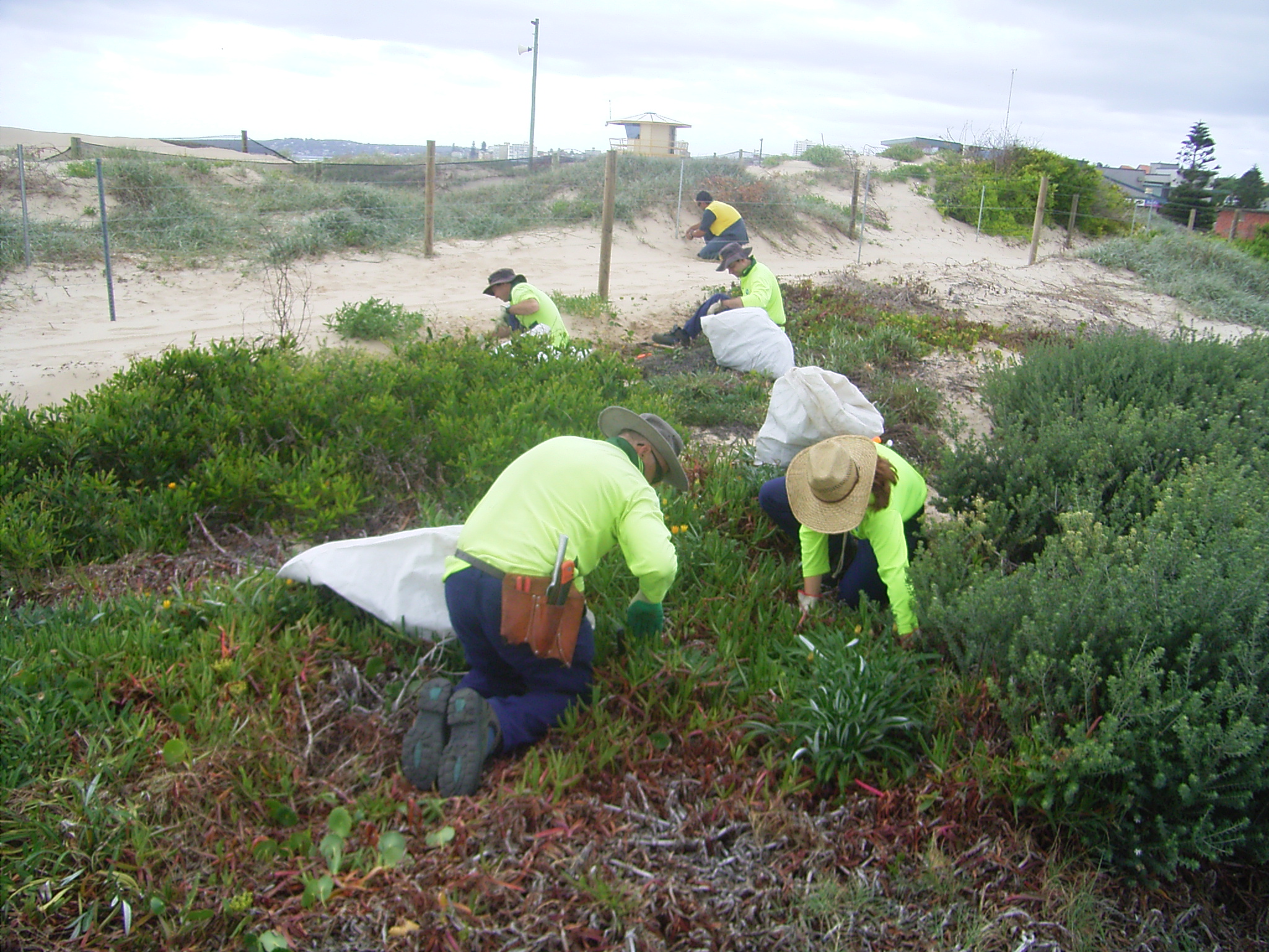 Sutherland Shire Council Bushcare is once again hosting a National Tree Day Event at Wanda Beach. The site forms part of the continuous dune system that stretches from Elouera Beach to Boat Harbour and forms an important corridor of vegetation. The