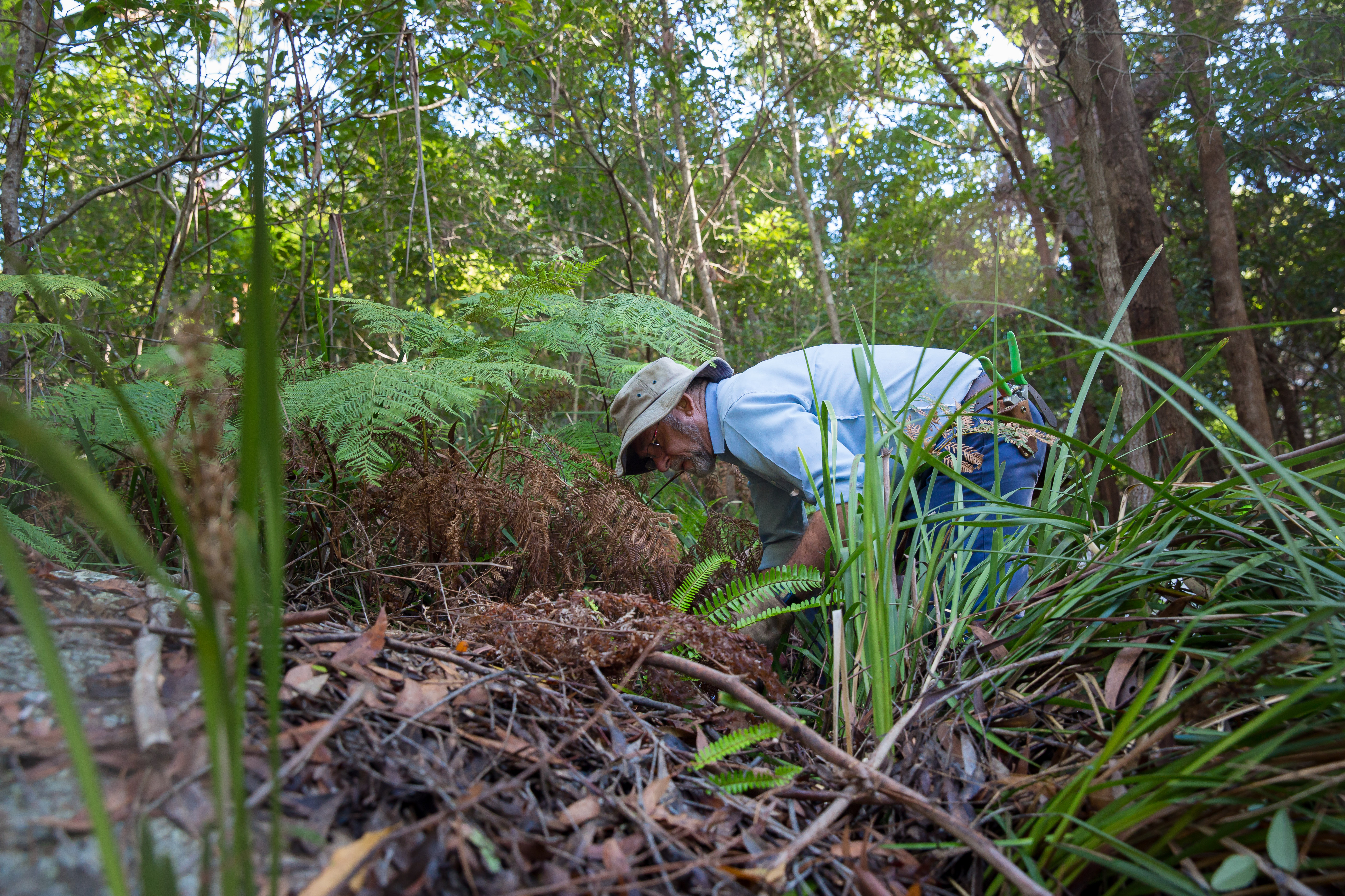 Banksia Reserve Bushcare Group have been working for many years removing environmental weeds from the bushland areas of the reserve. This planting event will greatly assist the Bushcare Volunteers in their efforts to regenerate native bushland areas