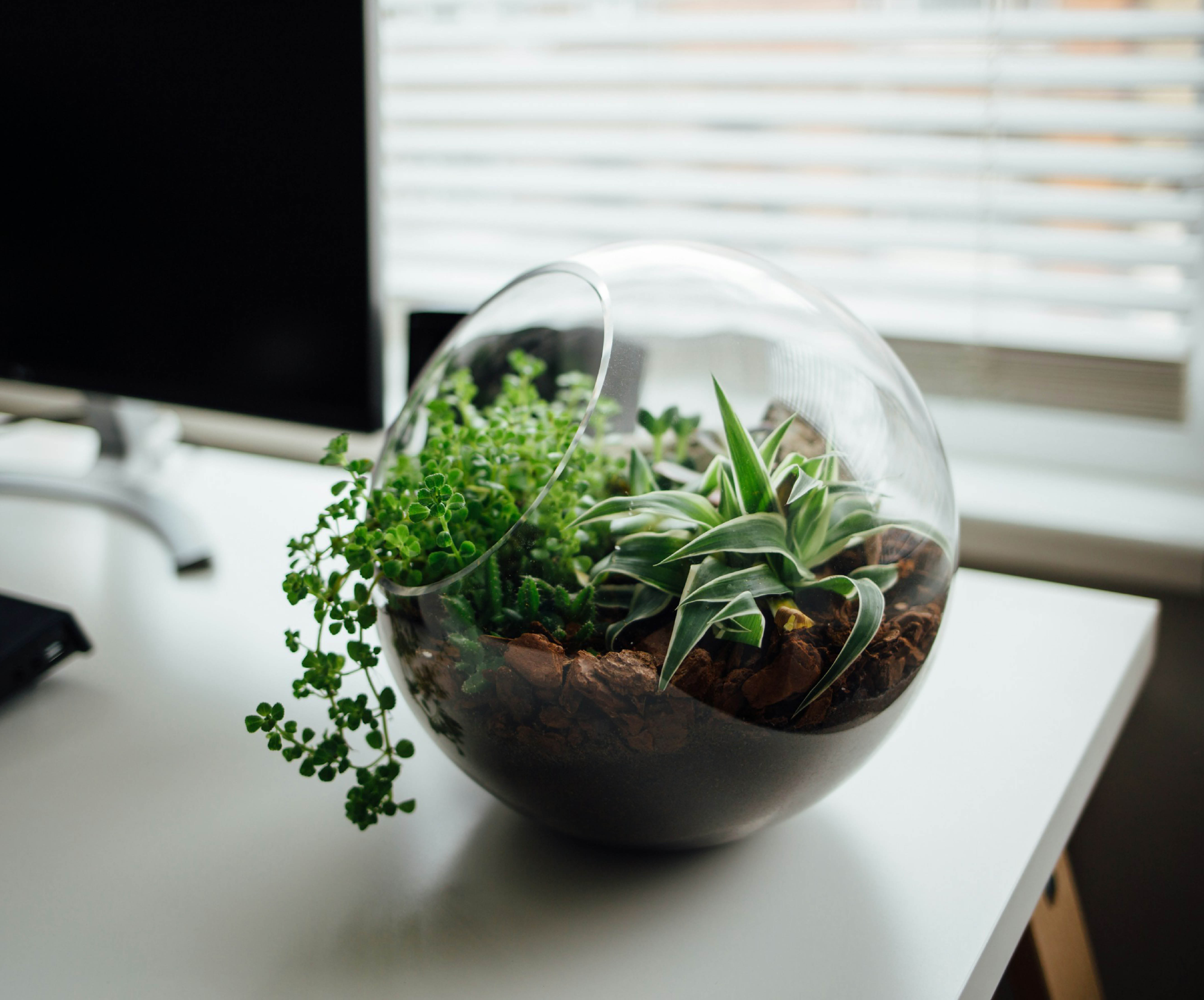 globe shaped terrarium on a home office desk